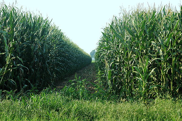 Campos de cultivo crecen en poco tiempo